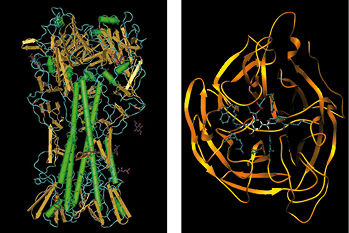 
Neuraminidase (© NASA/Wikipedia)
