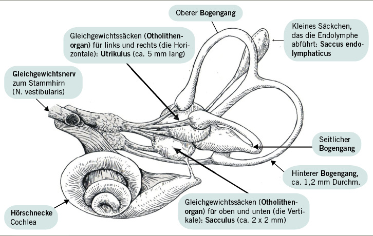 <p>
<span class="GVSpitzmarke"> Abb. 1: </span>
 Das Gleichgewichtsorgan mit Bogengängen, Otolithenorganen und Cochlea (aus Schaaf 2012)
</p>