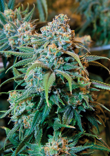 
Blühende, weibliche Hanfpflanze (Quelle: Cannabis Training University/Wikipedia)
