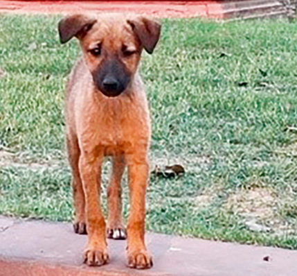 Abb. 1:   Wildlebender Hund in einem Außenbezirk von Saltillo