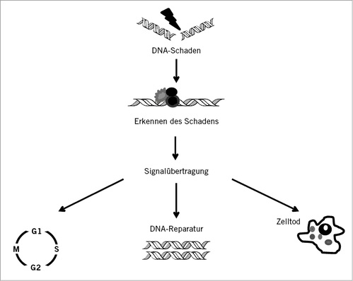 
 Abb. 1: 
 Das DNA-Damage-Response-(DDR-)System. Nach Erkennen des Schadens werden Signale ausgesendet, die durch Phosphorylierung Enzyme aktivieren, die den Zellzyklus verlangsamen, die DNA-Reparatur aktivieren oder bei schwereren Schäden Programme induzieren, die zum Zelltod (Apoptose oder Nekrose) führen (mit freundlicher Genehmigung der Royal Society of Chemistry (RSC), Kap. 4.2 von Surova u. Zhivotovsky, in Greim u. Albertini 2012)



